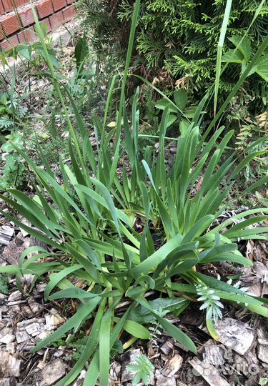 Лук слизун от анемии