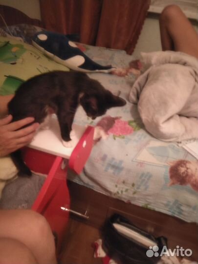 Кошка в дар