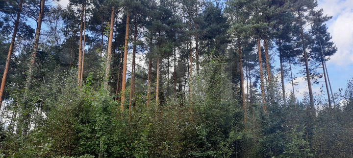 Участок 21 сот. (СНТ, ДНП)