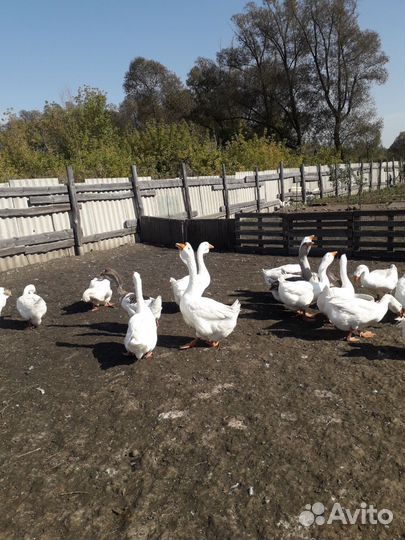 Домашние молодые гуси
