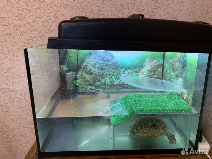 Аквариум 96л вместе с черепахой