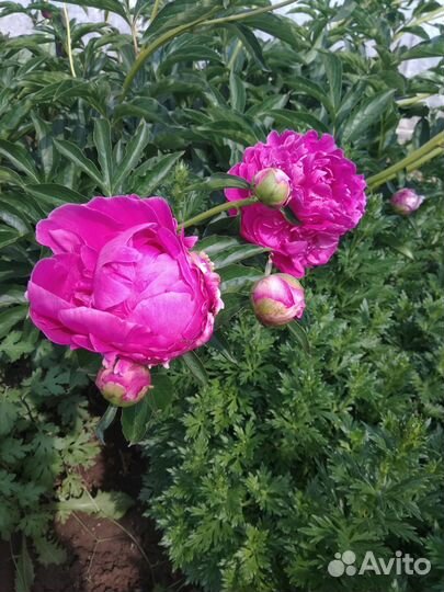 Пион травянистый