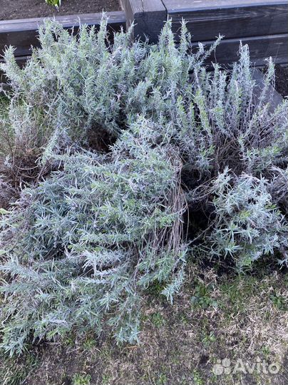 Лаванда саженцы