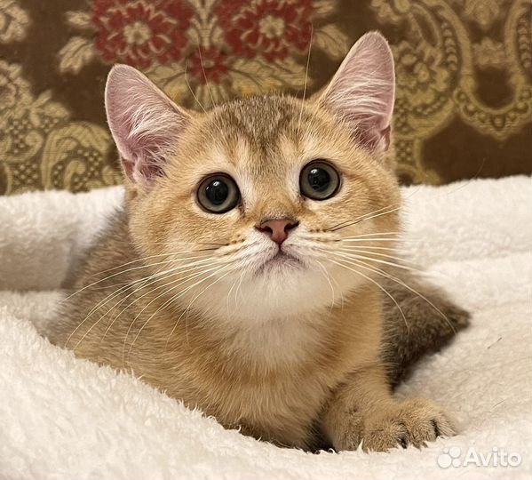 Золотая шишилла Плюшевая кошечка 3 мес