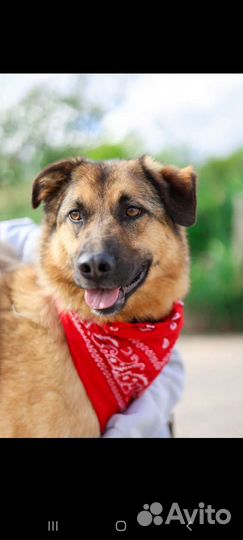 Возьми собаку из приюта