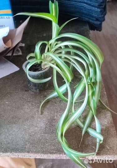 Хлорофитум кудрявый