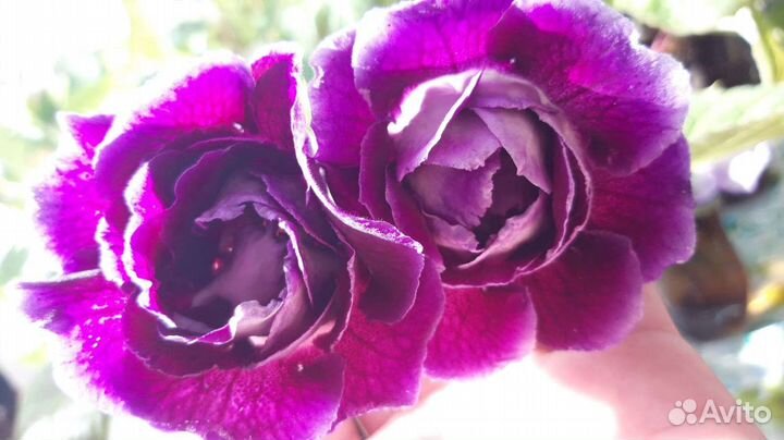 Фиалки и глоксинии в большом ассортименте