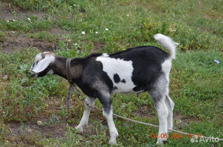 Нубийские козлята