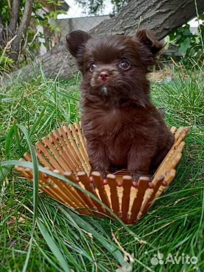 Щенки чихуахуа чистокровные