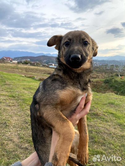 Щенок в добрые руки бесплатно