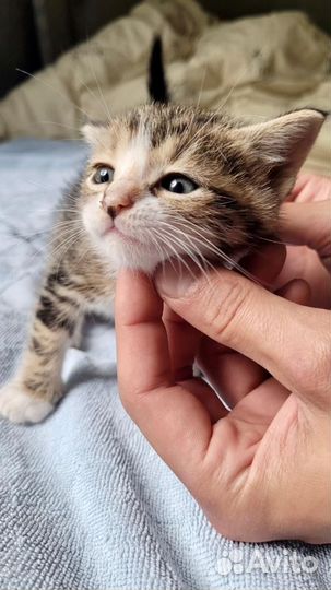 Кошка в дар бесплатно