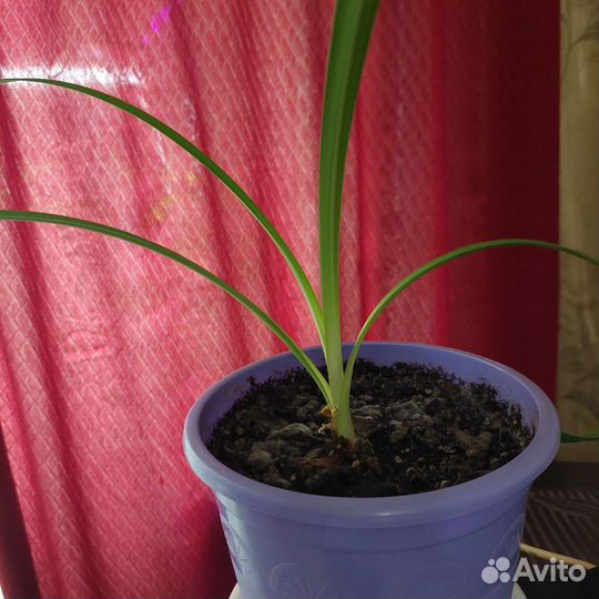 Кливия