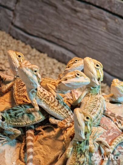 Бородатые агамы