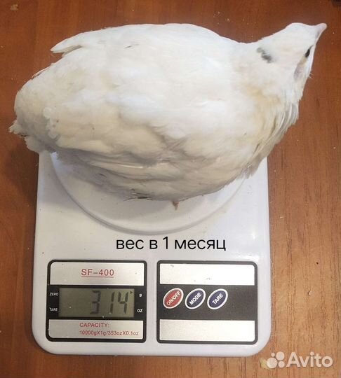 Перепелиное инкубационное яйцо