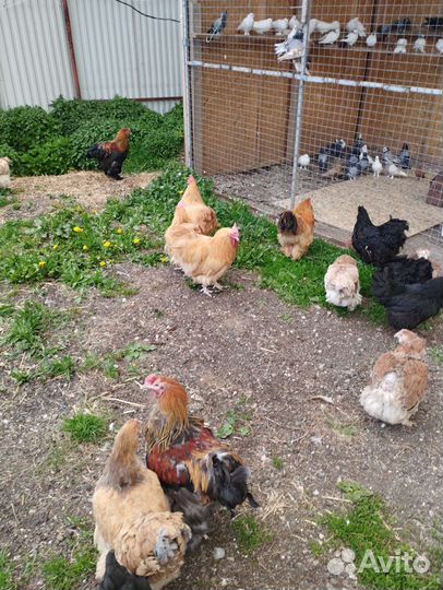 Куры Породистые Несушки, Петухи, Утки, Индоутки