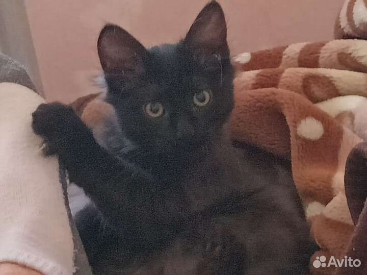 Котик в добрые руки