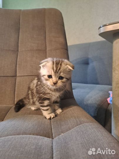 Шотландская