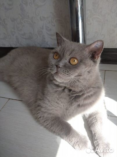 Стерилизованная кошка ищет хозяев