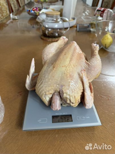 Куры бройлеры домашние