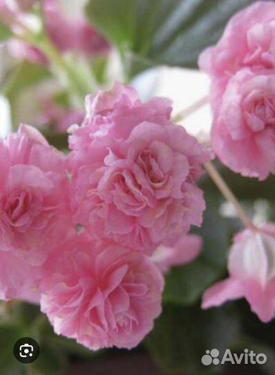 Бегония вечноцветущая