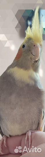 Попугай корелла ручной самка,самец,есть говорящий