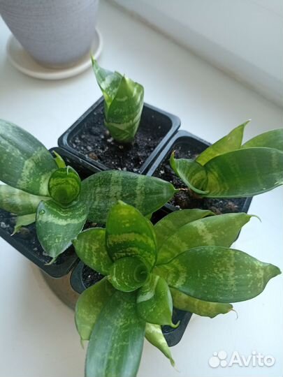 Сансевиерия (щучий хвост)