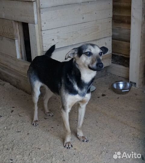 Собака Малыш