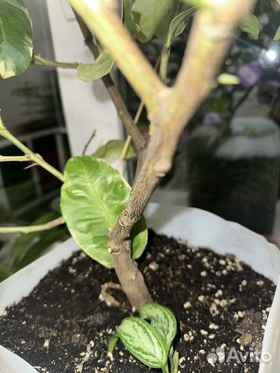 Лимон вариегатный