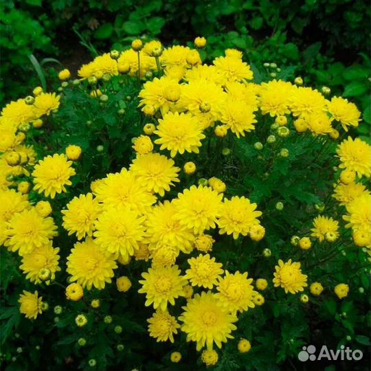 Многолетник,Хризантема кустовая, цветущие кустики
