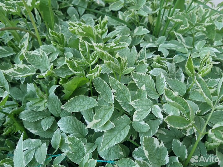 Многолетние садовые цветы