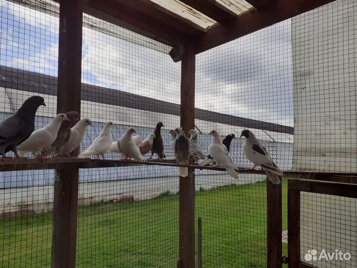 Бакинские голуби