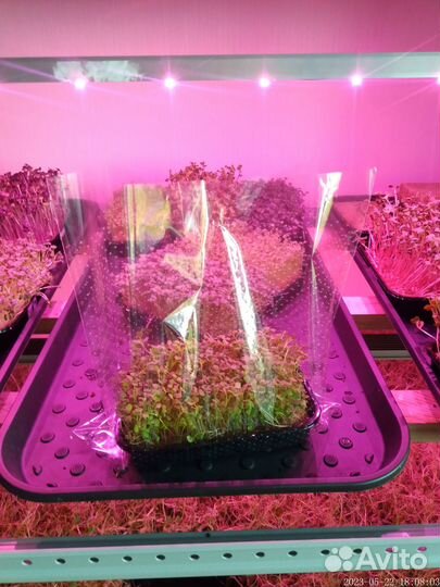 Микрозелень горох