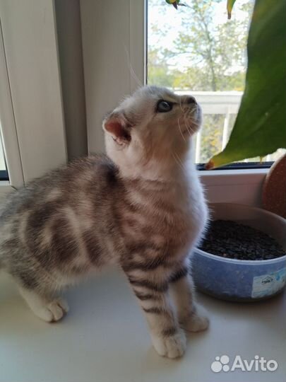Котёнок вислоухий британец - 2 мес
