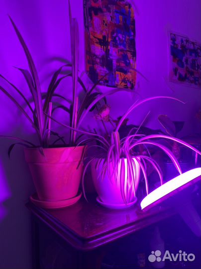 Светодиодная лампа для растений Uniel E27