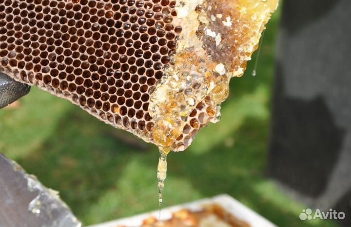 2024 Мёд натуральный из Алтая оптом