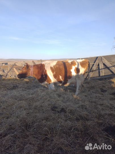 Продам корову