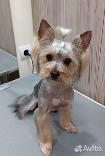 Стрижка кошек и собак. Груминг