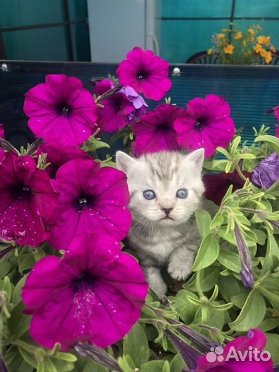 Шотландские котята