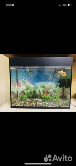 Аквариум