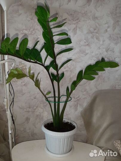 Замиокулькас