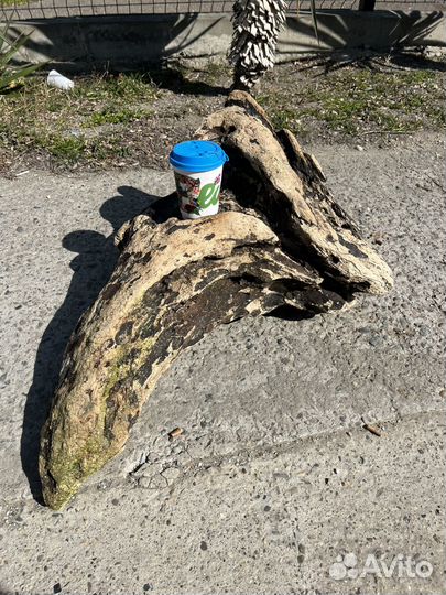 Дрифтвуд большая коряга