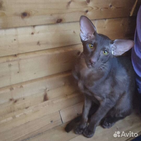 Ориентал, вязка