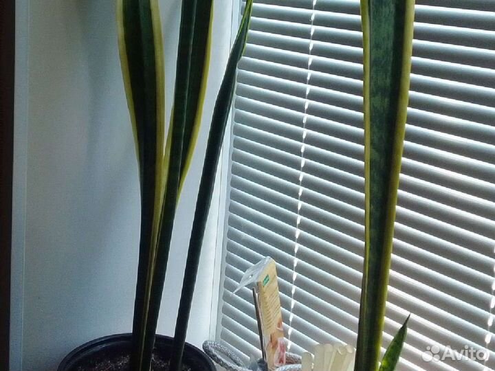 Сансевиерия