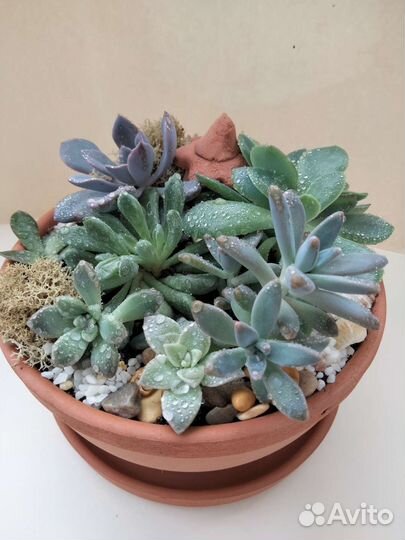 Флорариум из суккулентов 7 видов растений