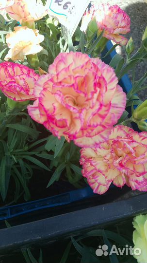 Мак восточный, гвоздика Шабо