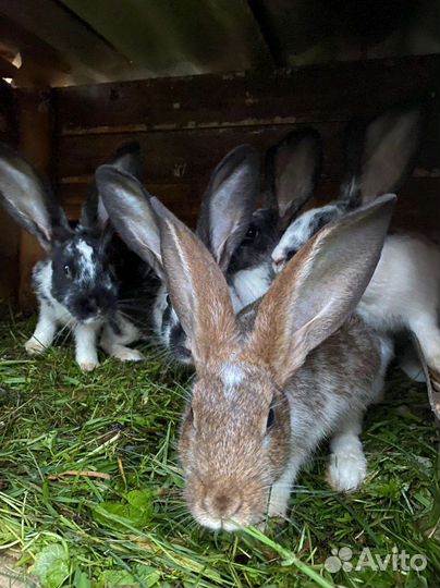 Утки, кролики