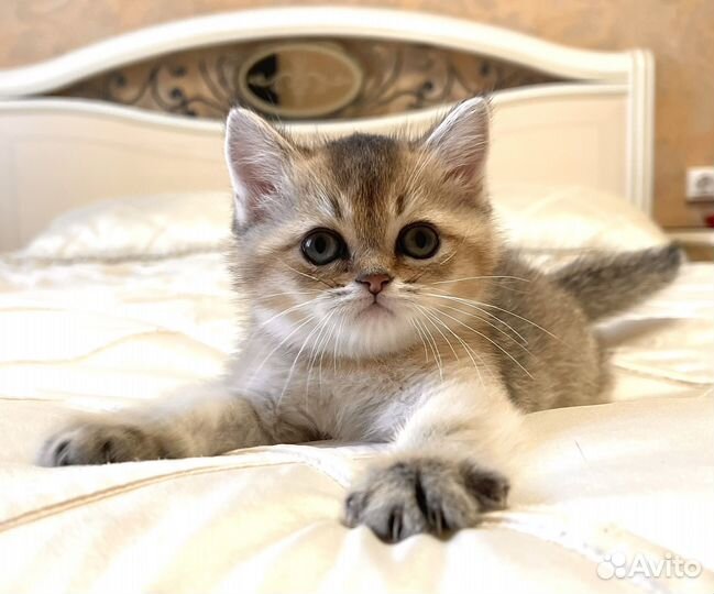 Золотая плюшевая девочка Скоттиш страйт