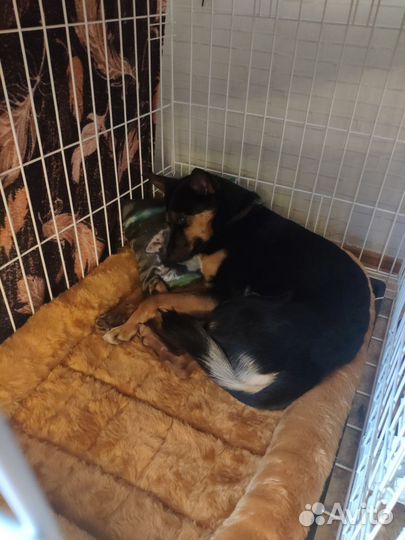 Клетка для собак