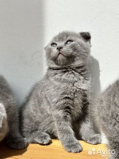 Шотландская