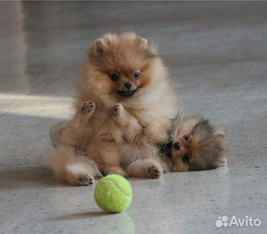 Шпиц померанец, медвежонок